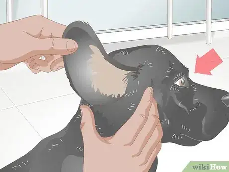 Image titled Make Grooming Comfortable for Older Dogs Step 11