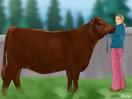 Image titled Judge Heifers Step 11