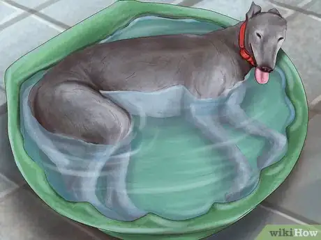 Image titled Care for a Greyhound Step 18