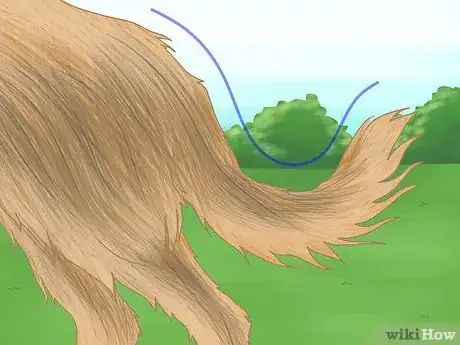 Image titled Identify a Berger Picard Step 5