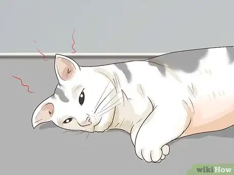 Image titled Diagnose and Treat Pyothorax in Cats Step 3