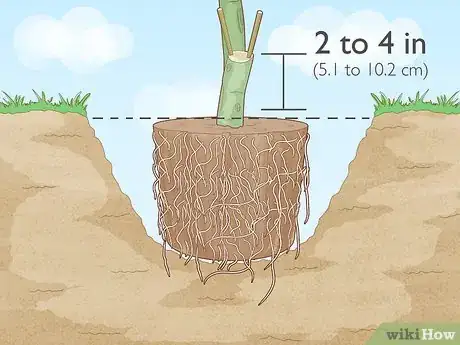 Image titled Plant a Pear Tree Step 10