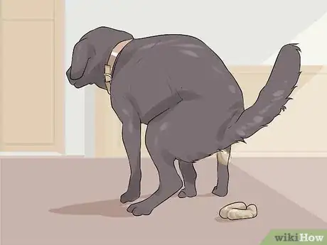 Image titled Rule Out Medical Causes of Bad Behavior in Aging Dogs Step 5