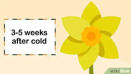 Image titled Grow Daffodils Indoors Step 7