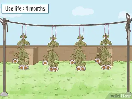 Image titled Grow Feverfew Step 16