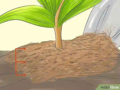 Image titled Grow a Queen Palm Step 11