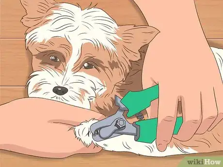 Image titled Fly with Pets Step 14