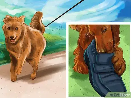 Image titled Care for an Irish Setter Step 1