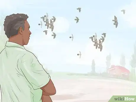 Image titled Use the Widowhood System to Train Homing Pigeons Step 11