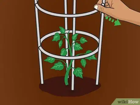 Image titled Cage Tomatoes Step 08
