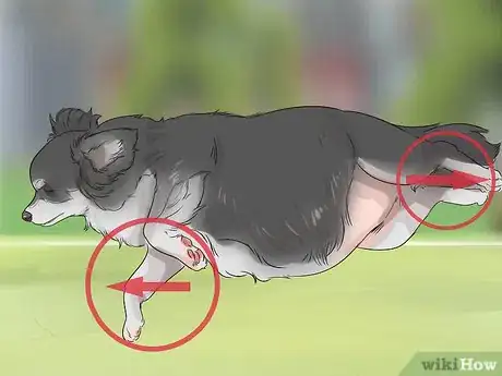 Image titled Promote Safe Whelping for Short Legged Dog Breeds Step 11