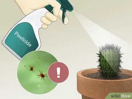 Image titled Care for a Cactus Step 14