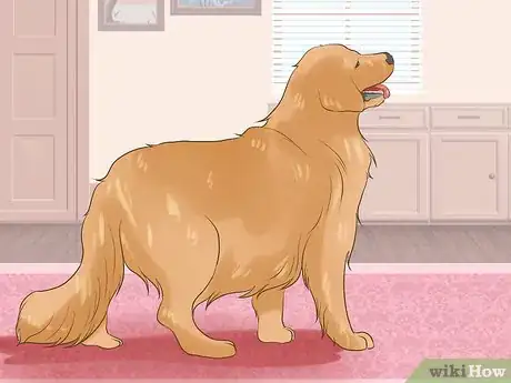 Image titled Protect an Easily Disoriented Older Dog Step 1