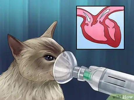 Image titled Take Care of a Javanese Cat Step 1