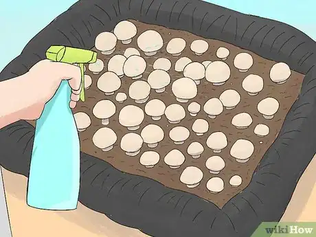 Image titled Grow Portobello Mushrooms Step 11