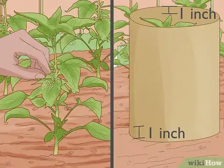Image titled Grow Sweet Peppers Step 12
