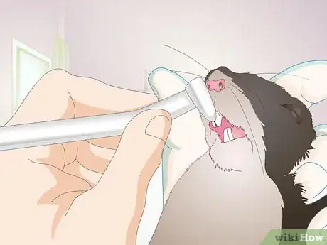 Image titled Prevent and Treat Overgrown Teeth in Mice Step 5