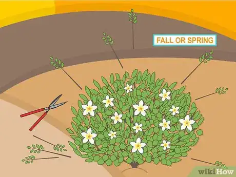 Image titled Plant Night Blooming Jasmine Step 13