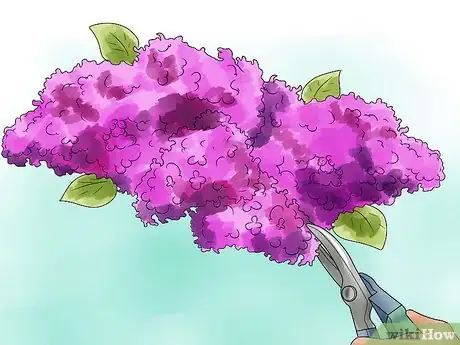 Image titled Grow Lilacs Step 7