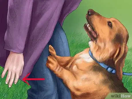 Image titled Feel Comfortable Around Big Dogs Step 4