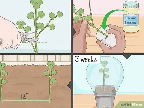 Image titled Grow Horehound Step 9