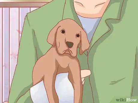 Image titled Care for Great Danes Step 17