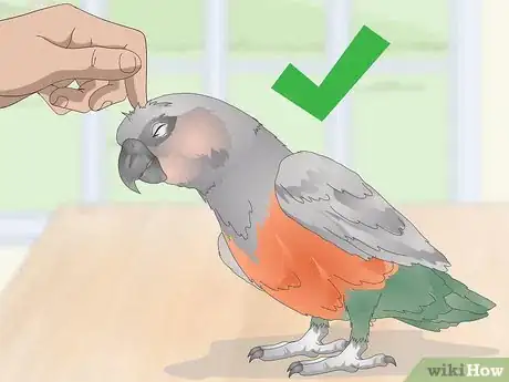 Image titled Teach a Red Bellied Parrot to Speak Step 4