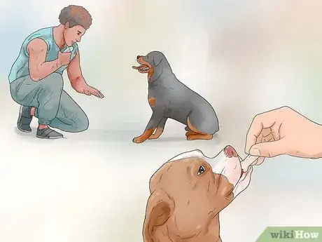 Image titled Show Your Dog Where He Is in the Pack Step 3