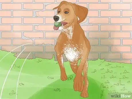 Image titled Identify an American English Coonhound Step 14