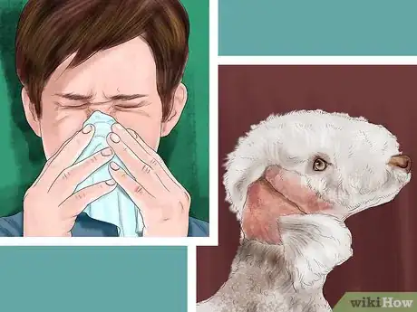 Image titled Choose a Bedlington Terrier Step 2