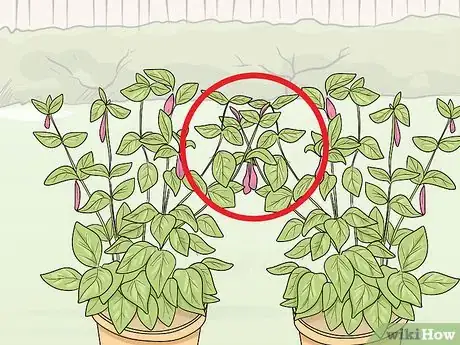 Image titled Prune Fuschias Step 5