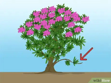Image titled Propagate Azaleas Step 1