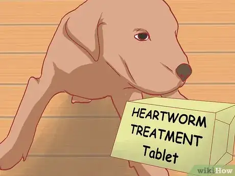 Image titled Care for Great Danes Step 16