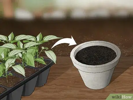 Image titled Grow Jalapenos in a Pot Step 17