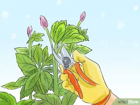 Image titled Prune Helleborus Winter Roses Step 2