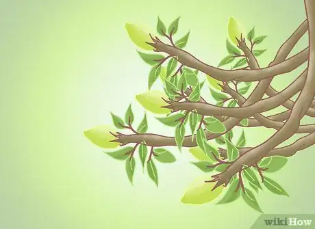 Image titled Get a Pear Into a Wine Bottle Step 7