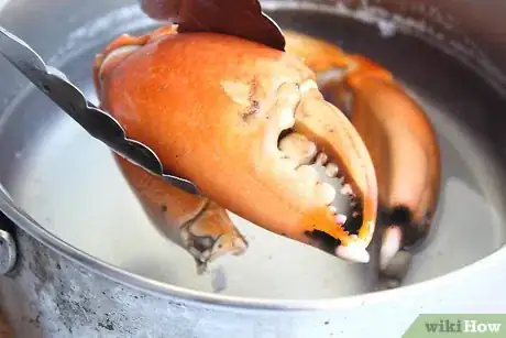 Image titled Cook Stone Crab Claws Step 5