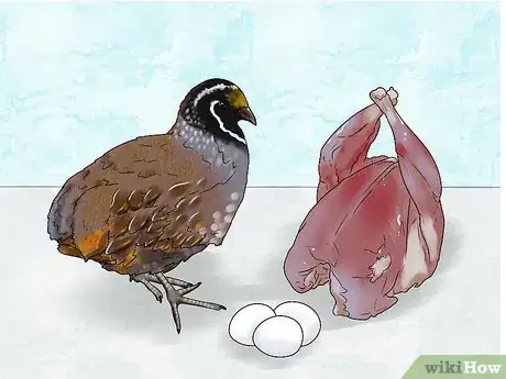 Image titled Choose a Quail Step 3