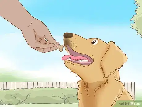 Image titled Train Your Dog to Walk or Heel Without a Choke Chain Step 7