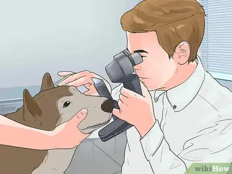 Image titled Diagnose Autoimmune Disorders in Siberian Huskies Step 8