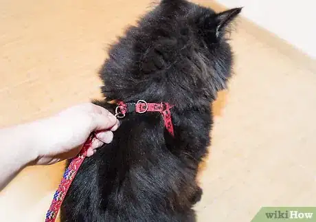 Image titled Take a Cat for a Walk Step 2