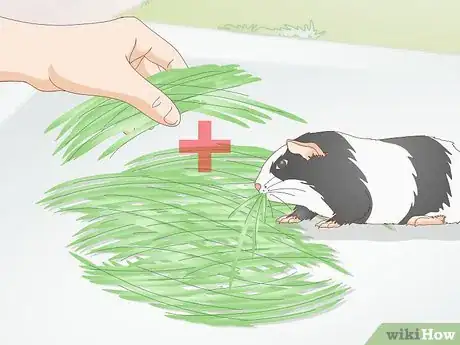 Image titled Feed a Guinea Pig a Well Balanced Meal Step 7