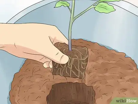 Image titled Grow Tomatoes Upside Down Step 14