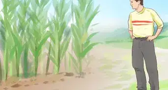 Grow Sweet Corn