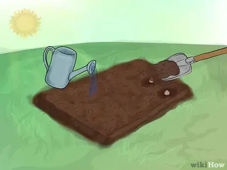 Image titled Grow Gladiolus Step 9