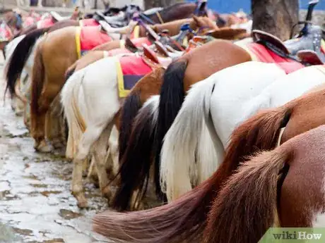 Image titled Behave Around a Horse Step 2