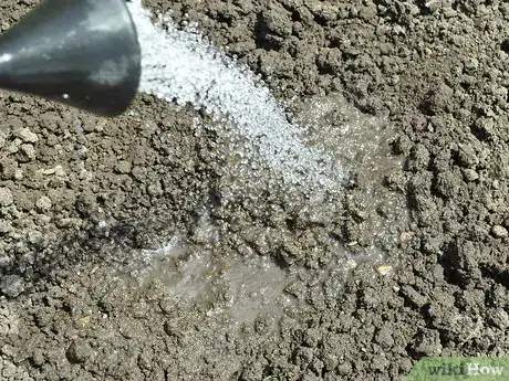 Image titled Grow Calendula Step 3