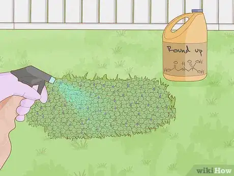 Image titled Get Rid of Ground Ivy Step 5