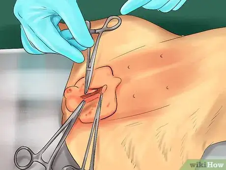 Image titled Stop Your Dog from Misbehaving Dangerously Step 12