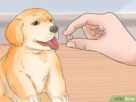 Image titled Get Along with Your Dog Step 13